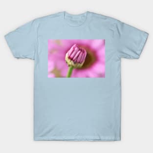 Argyranthemum Grandaisy Pink Marguerite Grandaisy Series T-Shirt